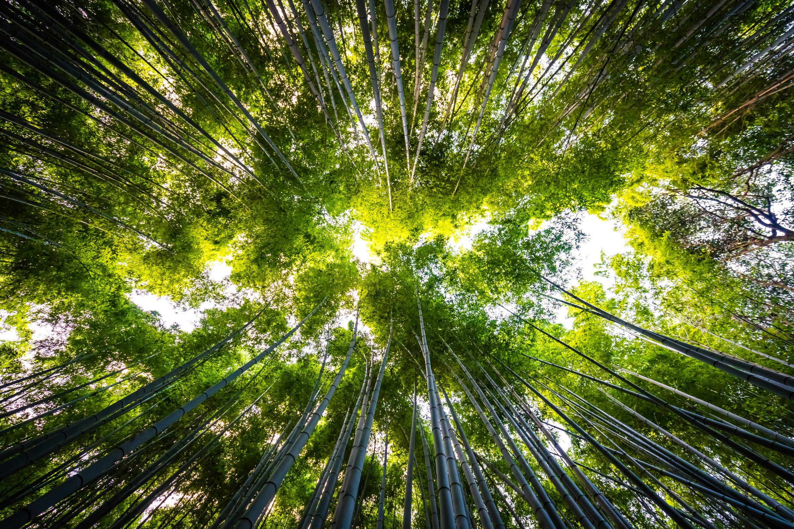 Costruire un futuro sostenibile: il ruolo dell’innovazione sociale e ambientale nelle PMI